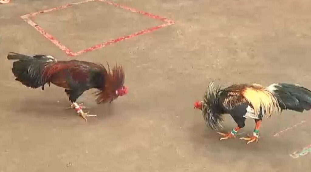 Đá gà Campuchia là một hình thức đá gà diễn ra tại các trường gà ở đất nước này